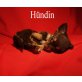 Chihuahua langhaariger Schlag Welpen - Hündin