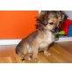 Chihuahua langhaariger Schlag Welpen - Hündin