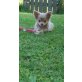 Chihuahua langhaariger Schlag Welpen - Hündin