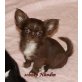 Chihuahua langhaariger Schlag Welpen - Hündin
