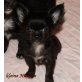 Chihuahua langhaariger Schlag Welpen - Hündin