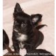 Chihuahua langhaariger Schlag Welpen - Hündin