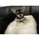 Chihuahua langhaariger Schlag Welpen - Hündin