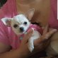 Chihuahua langhaariger Schlag Welpen - Hündin