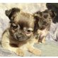 Chihuahua langhaariger Schlag Welpen - Hündin