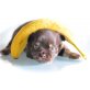 Chihuahua langhaariger Schlag Welpen - Hündin