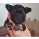 Chihuahua langhaariger Schlag Welpen - Hündin