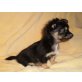 Chihuahua langhaariger Schlag Welpen - Hündin