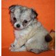 Chihuahua langhaariger Schlag Welpen - Hündin