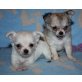 Chihuahua langhaariger Schlag Welpen - Hündin