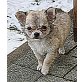 Chihuahua langhaariger Schlag Welpen - Hündin