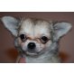 Chihuahua langhaariger Schlag Welpen - Hündin