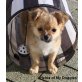 Chihuahua langhaariger Schlag Welpen - Hündin