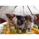 Chihuahua langhaariger Schlag Welpen - Hündin