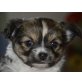 Chihuahua langhaariger Schlag Welpen - Rüde
