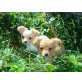 Chihuahua langhaariger Schlag Welpen - Rüde