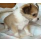Chihuahua langhaariger Schlag Welpen - Rüde