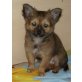 Chihuahua langhaariger Schlag Welpen - Rüde