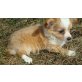 Chihuahua langhaariger Schlag Welpen - Rüde