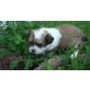 Chihuahua langhaariger Schlag Welpen - Rüde
