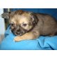 Chihuahua langhaariger Schlag Welpen - Rüde
