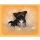 Chihuahua langhaariger Schlag Welpen - Rüde