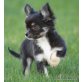 Chihuahua langhaariger Schlag Welpen - Rüde