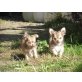 Chihuahua langhaariger Schlag Welpen - Rüde
