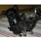 Chihuahua langhaariger Schlag Welpen - Rüde