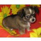 Chihuahua langhaariger Schlag Welpen - Rüde