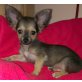 Chihuahua langhaariger Schlag Welpen - Rüde