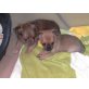 Chihuahua langhaariger Schlag Welpen - Rüde