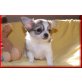 Chihuahua langhaariger Schlag Welpen - Rüde