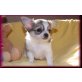 Chihuahua langhaariger Schlag Welpen - Rüde