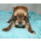 Chihuahua langhaariger Schlag Welpen - Rüde