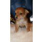 Chihuahua langhaariger Schlag Welpen - Rüde