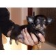 Chihuahua langhaariger Schlag Welpen - Rüde