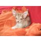 Chihuahua langhaariger Schlag Welpen - Rüde