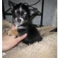 Chihuahua langhaariger Schlag Welpen - Rüde