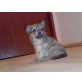 Chihuahua langhaariger Schlag Welpen - Rüde