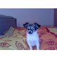Chihuahua langhaariger Schlag Welpen - Rüde