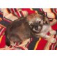 Chihuahua langhaariger Schlag Welpen - Rüde