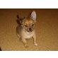 Chihuahua langhaariger Schlag Welpen - Rüde