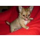 Chihuahua langhaariger Schlag Welpen - Rüde