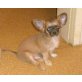 Chihuahua langhaariger Schlag Welpen - Rüde