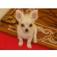 Chihuahua langhaariger Schlag Welpen - Rüde