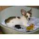 Chihuahua langhaariger Schlag Welpen - Rüde