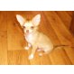 Chihuahua langhaariger Schlag Welpen - Rüde
