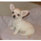 Chihuahua langhaariger Schlag Welpen - Rüde