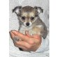 Chihuahua langhaariger Schlag Welpen - Rüde